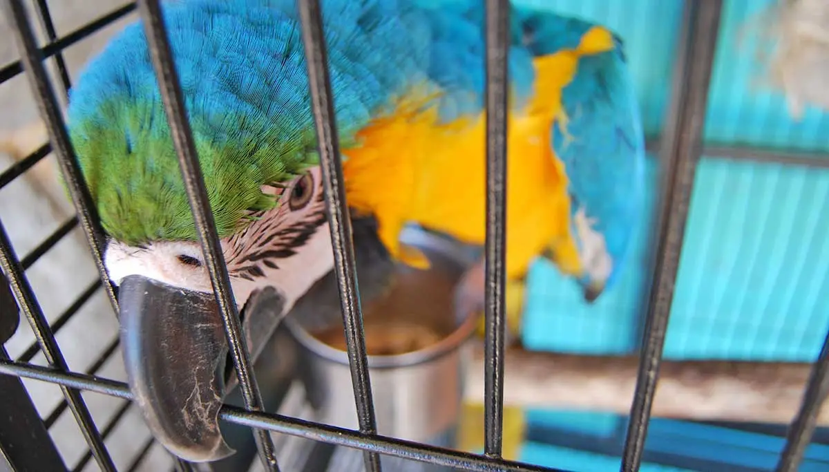 colorful parrot pet bird
