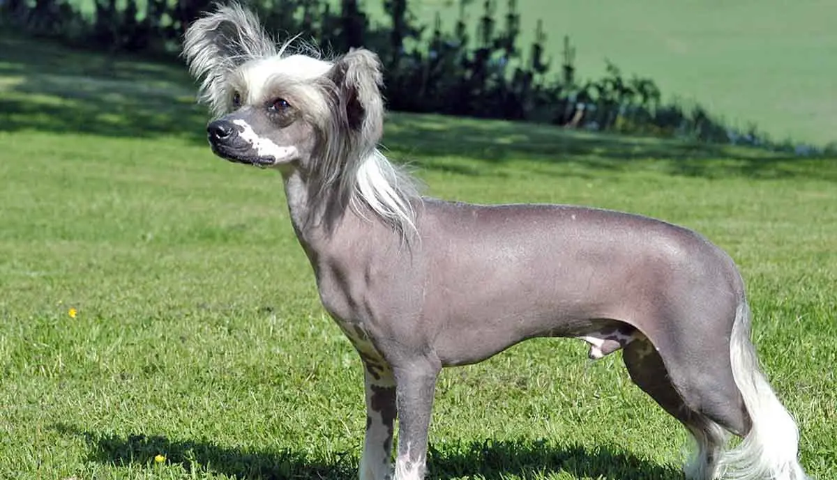 Chinese Crested sun