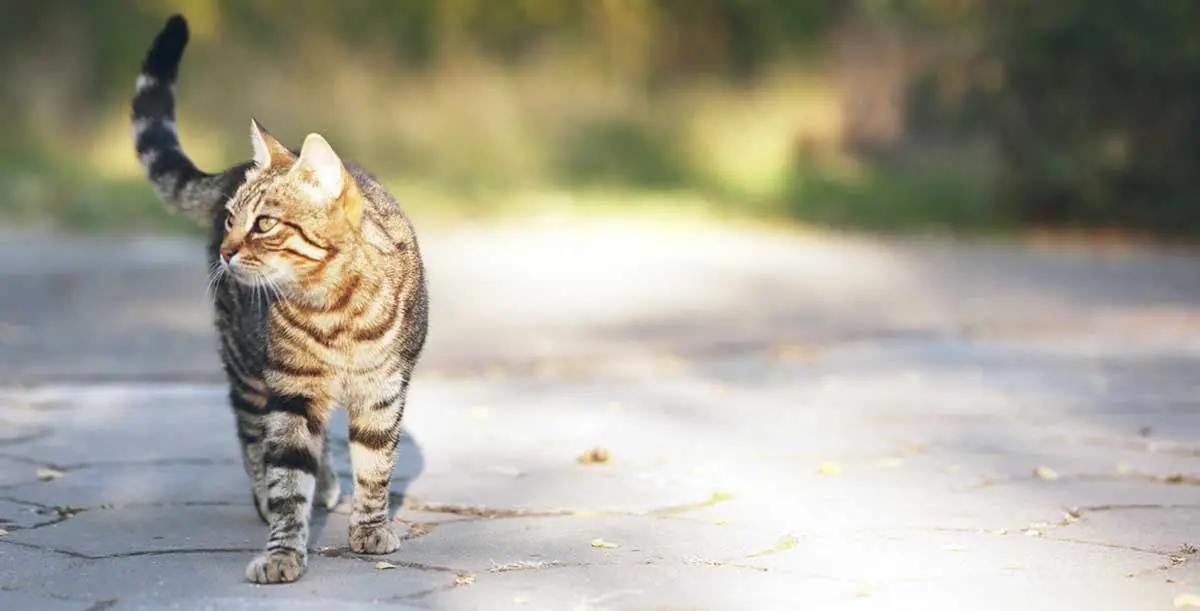 striped cat runaway outside