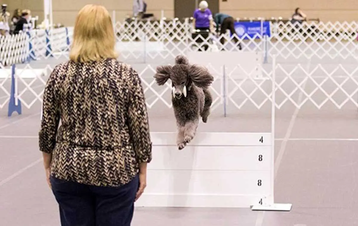poodle_retrieving_over_high_jump