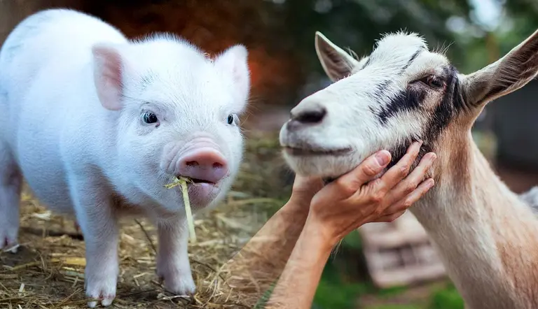 which farmyard animals make best companions