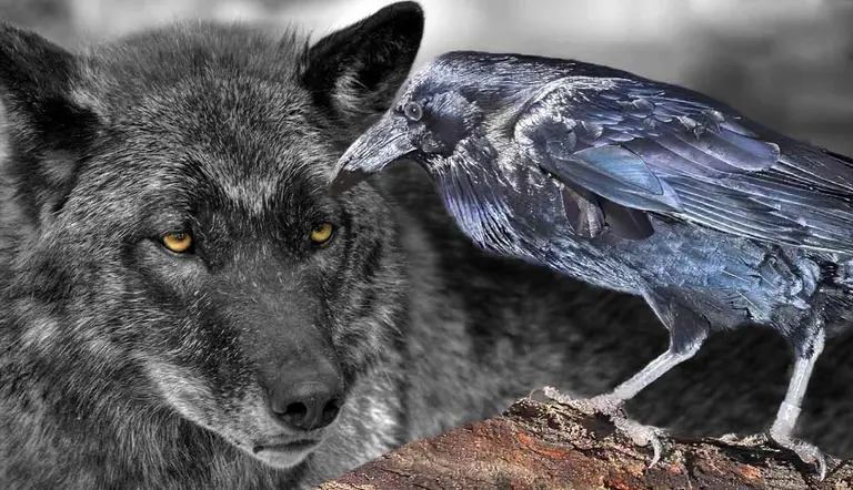 special relationship between wolves ravens