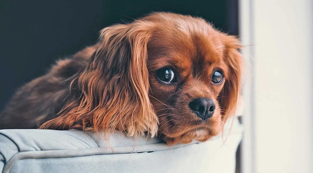 sad dog on sofa