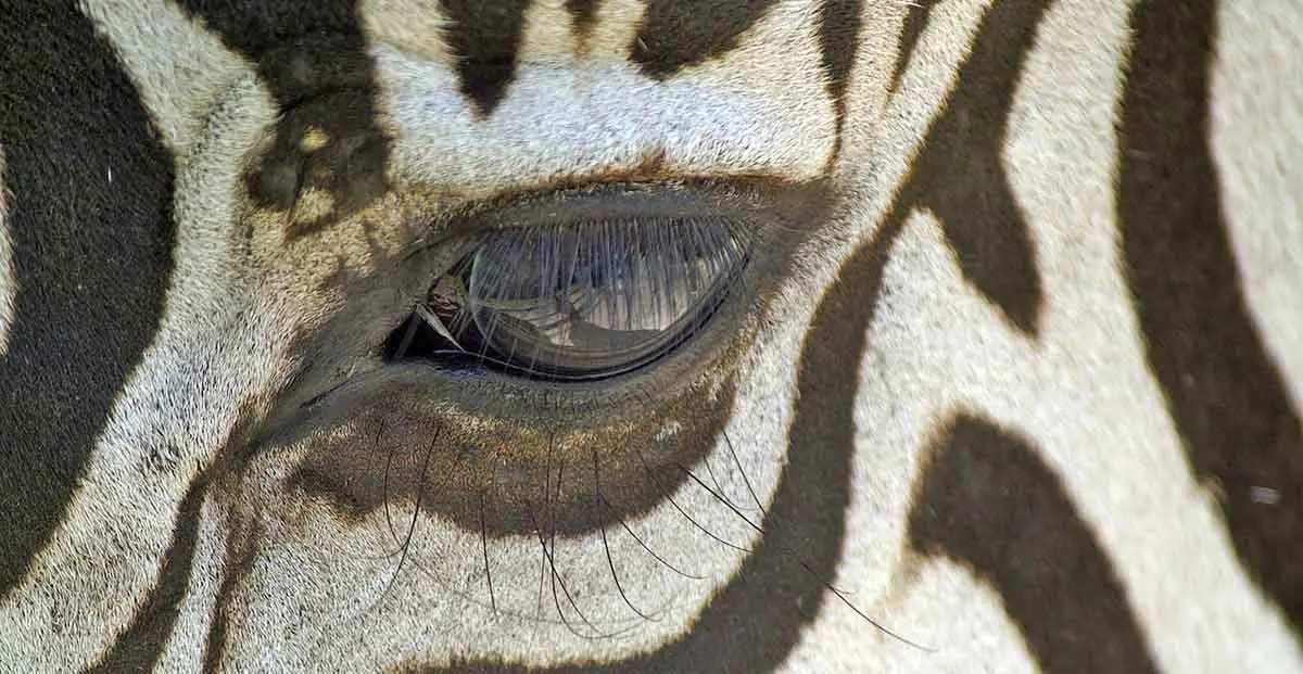 zebra face close up eye and eyelashes