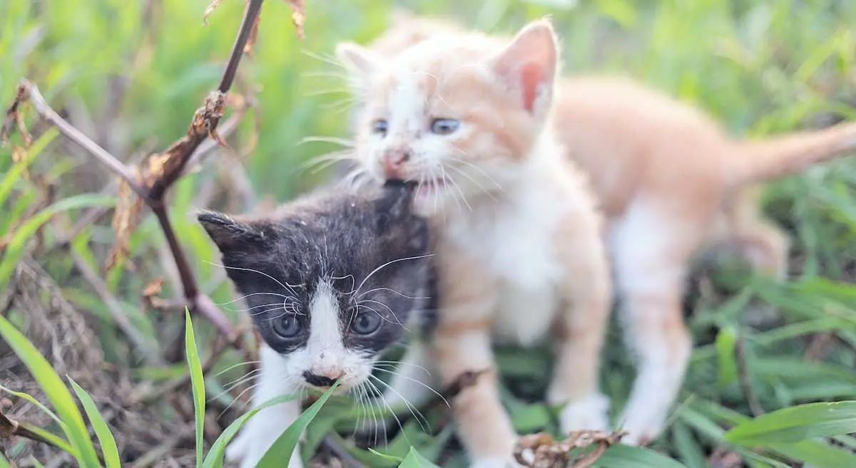 two kittens are usually better than one