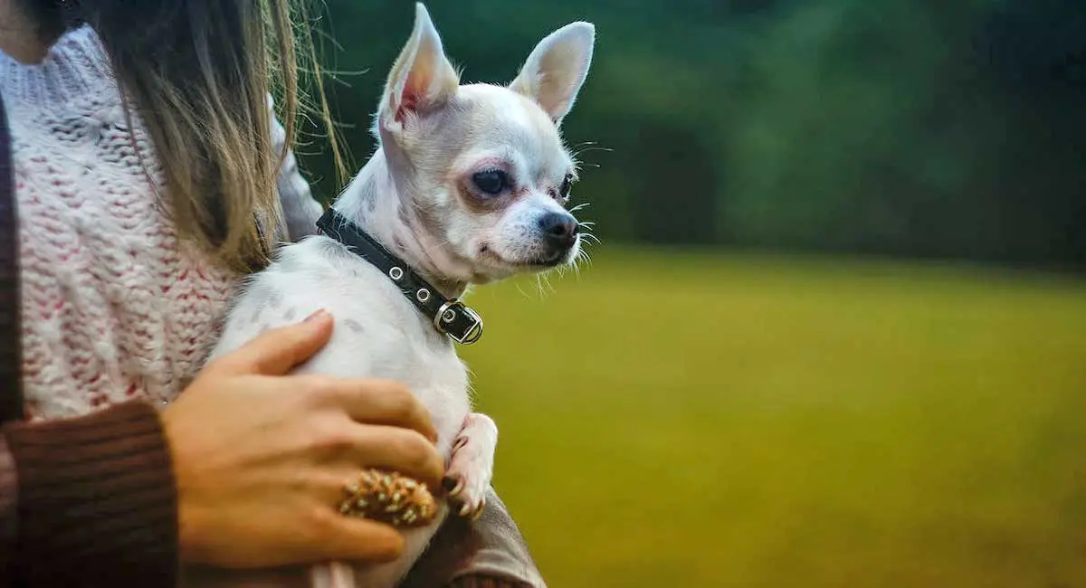 Adult Chihuahua Being Held by Woman