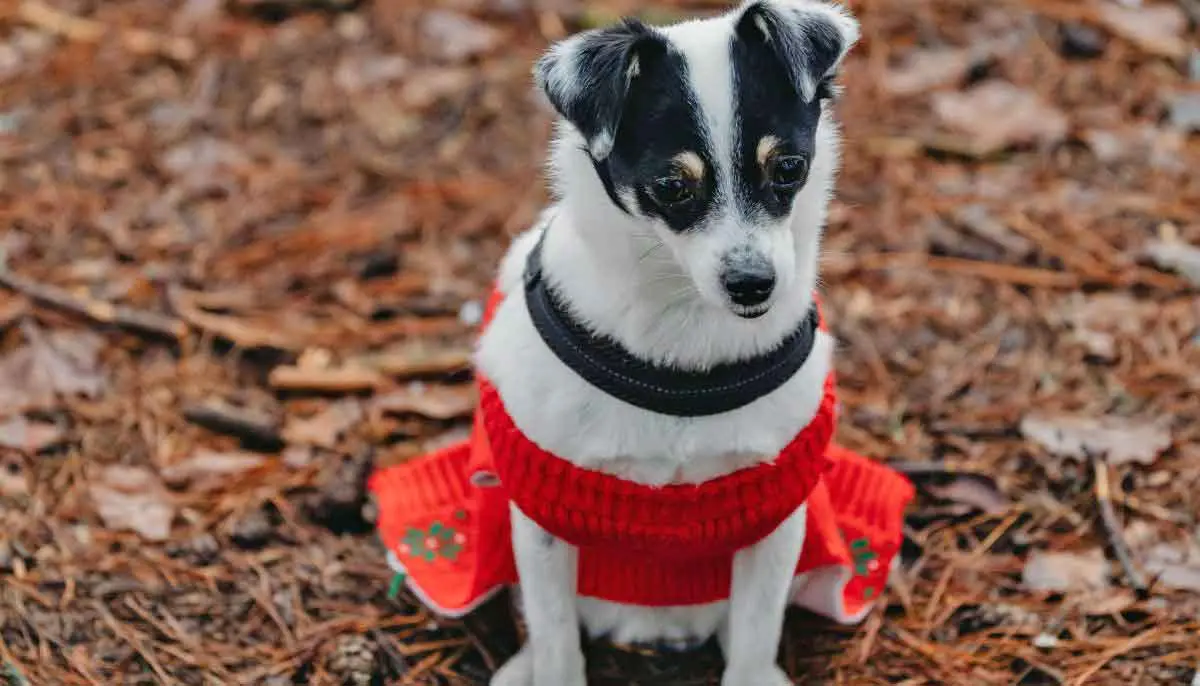 Small Dog Wearing Red Jersey Sitting on Leaves