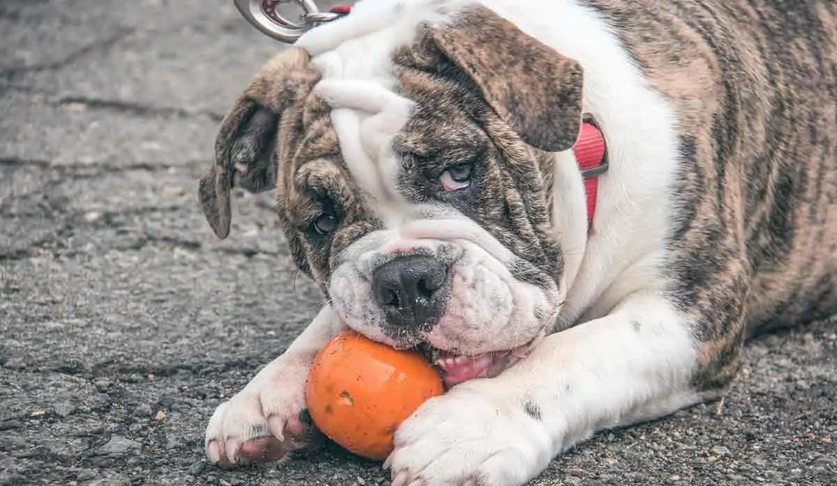 english bulldog chewing on ball