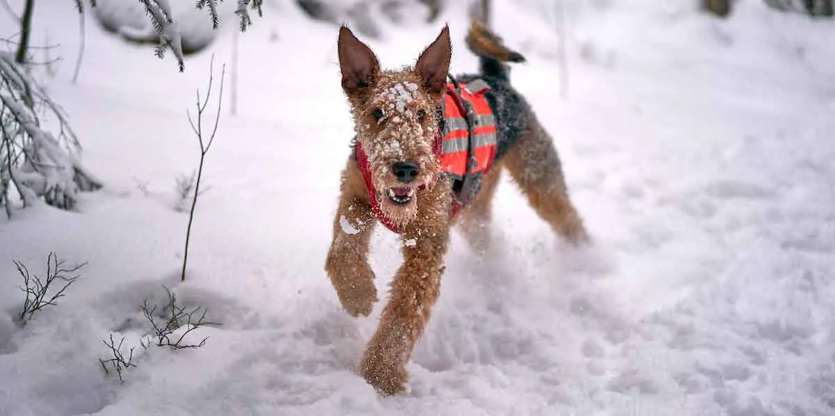 Airedale Terrier Running on a Snow Covered Ground