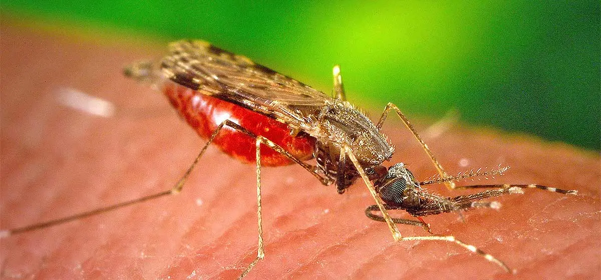 a mosquito sucking human blood