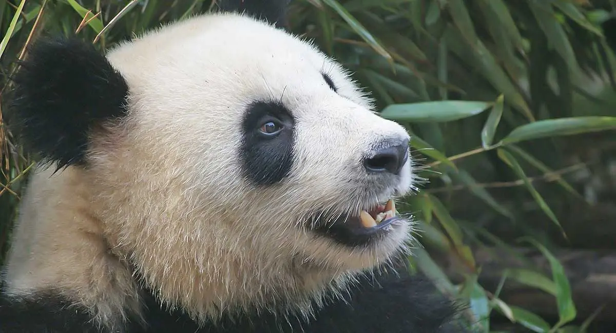 panda bear with teeth showing