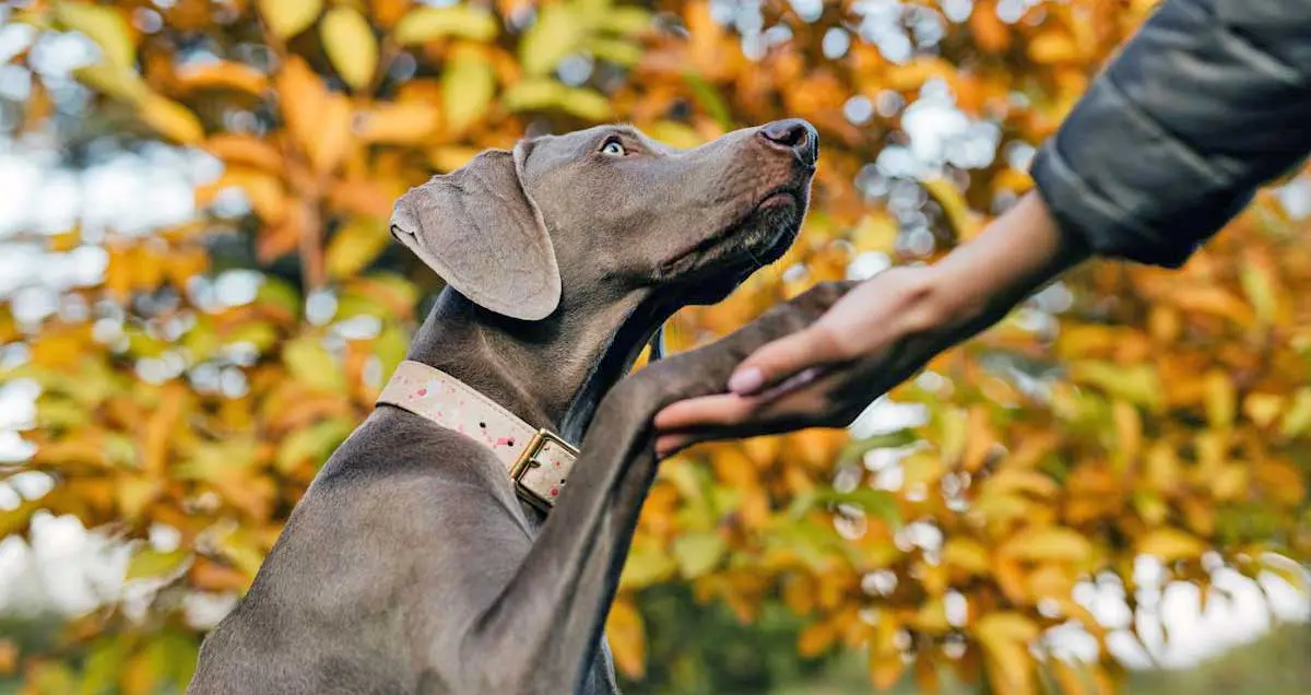 Weimaraner Paw on a Person_s Hand
