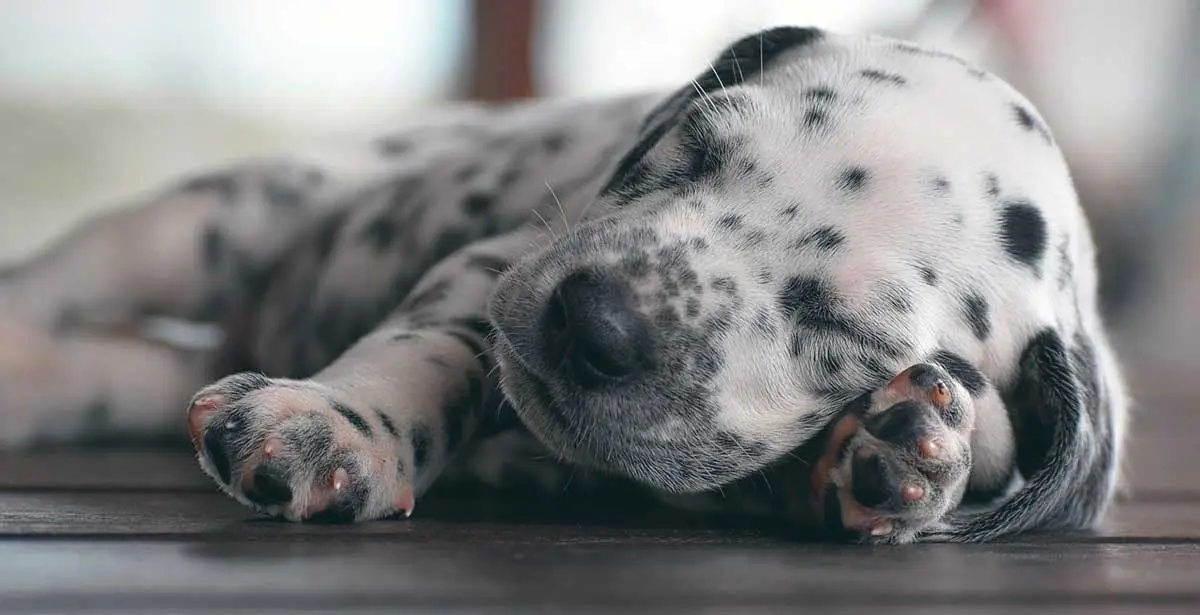 dalmatian puppy sleeping