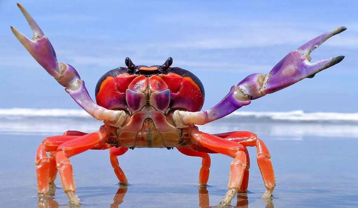 halloween crab
