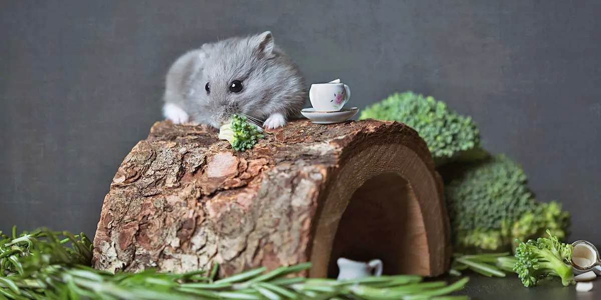 grey hamster eats on log