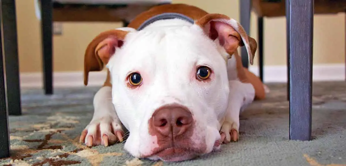 white and brown pitbull laying down