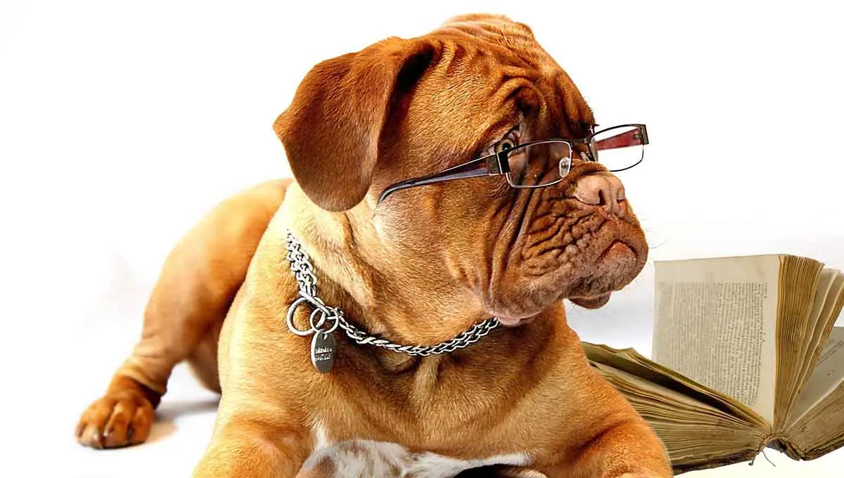 dog glasses eyesight