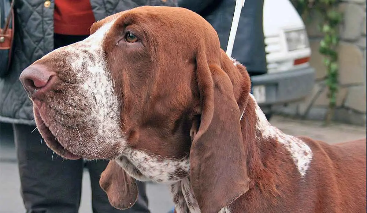 a close up of a red and white bracco italiano