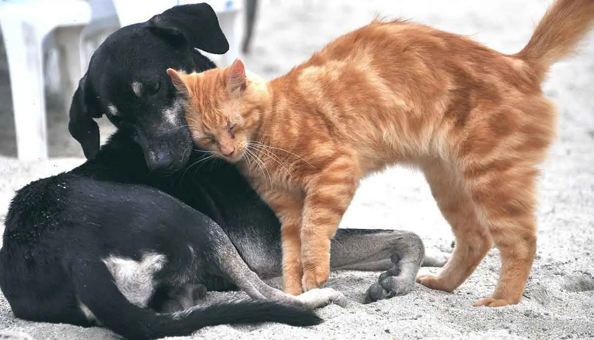 dog and cat being affectionate tender love
