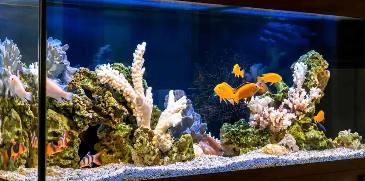 fish tank coral