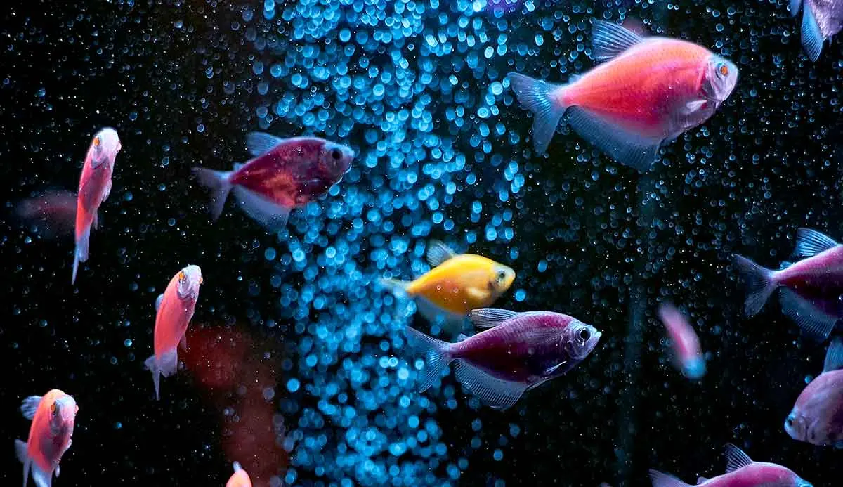 colorful fish in tank