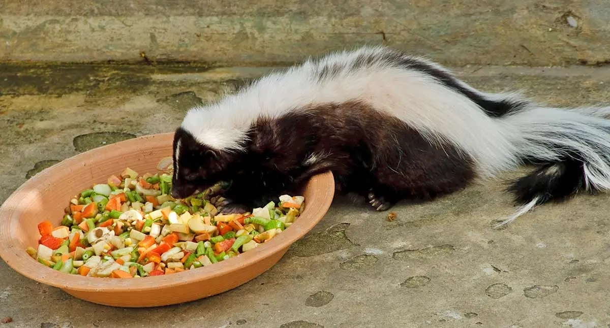 skunk food vegetables in an orange bowl