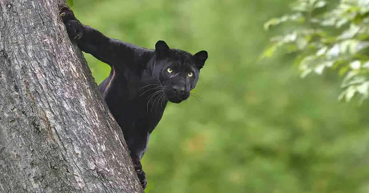 black panther climbing tree