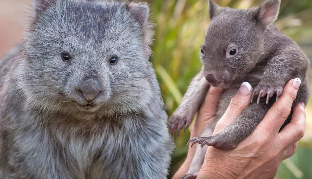 facts about wombats