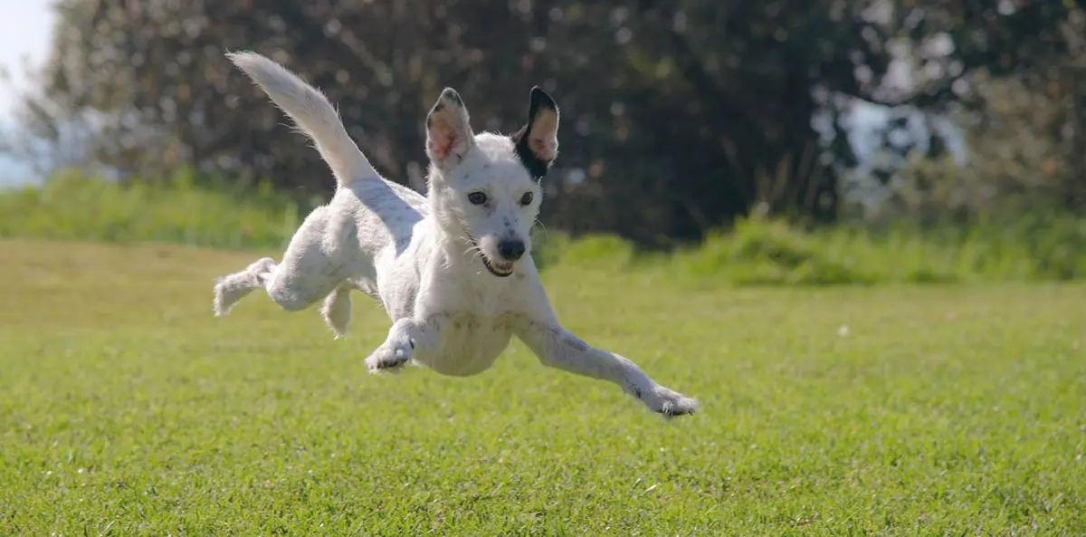 white dog playing on grass jumping