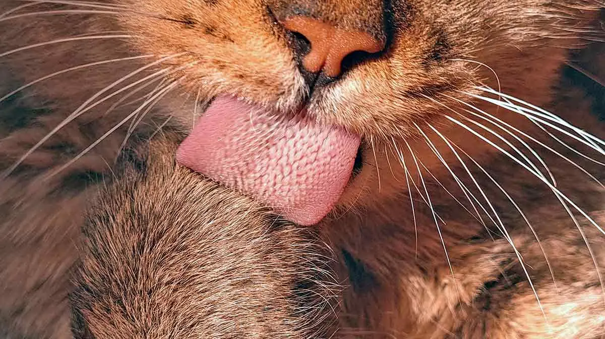 cat barbed tongue close up papillae