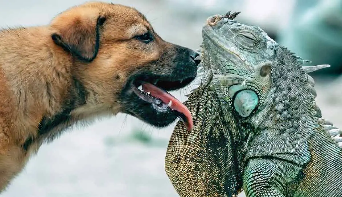 can a dog be friends with my lizard