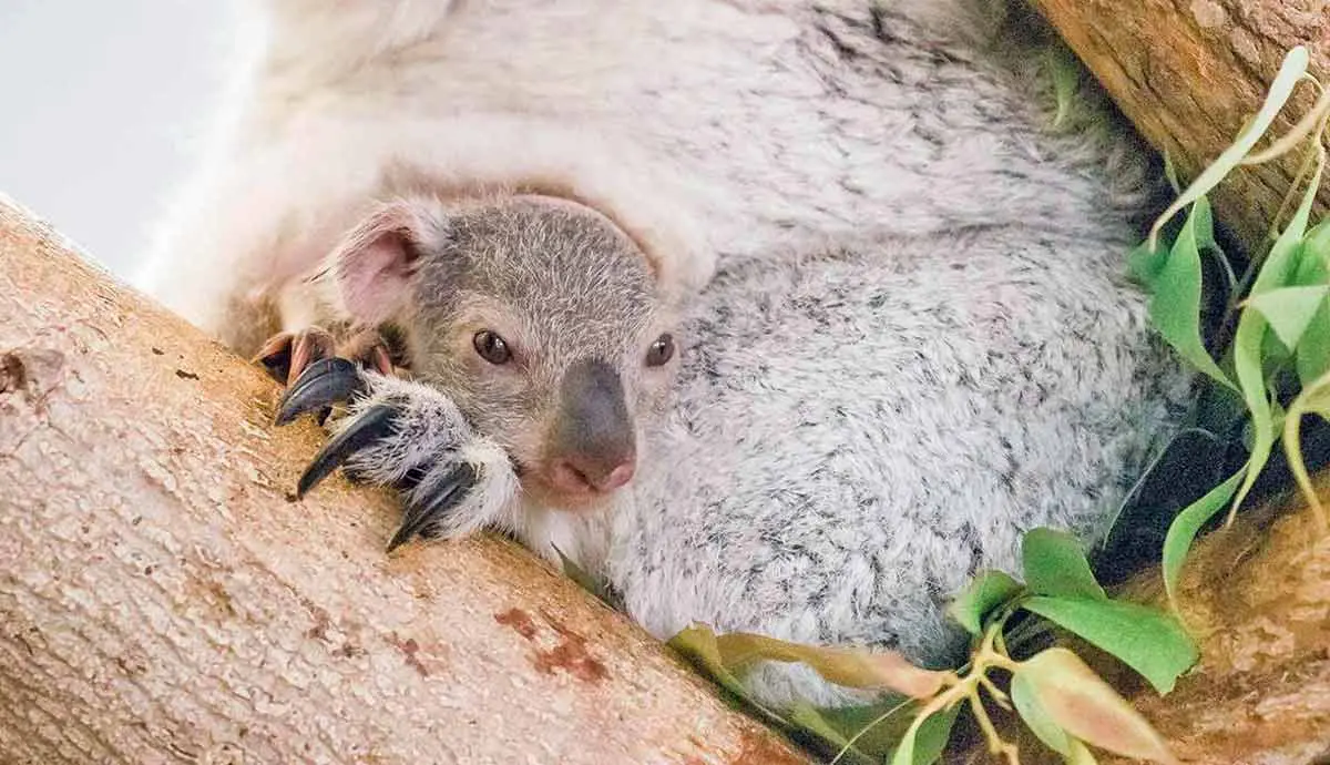 koala joey peeping out of pouch