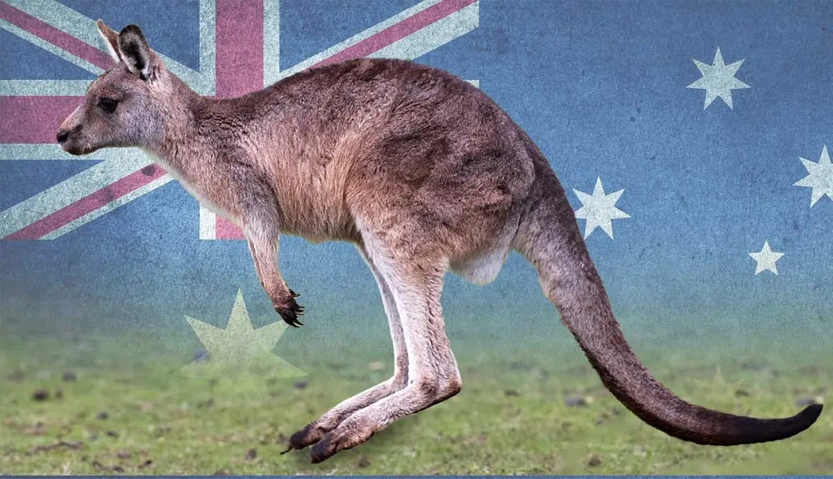 why do kangaroos only live in australia