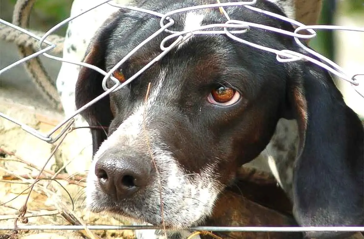 fenced dog