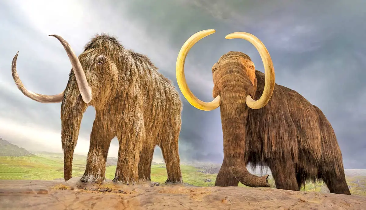 difference woolly mammoths mastodons