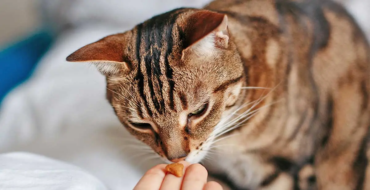 cat eating supplement
