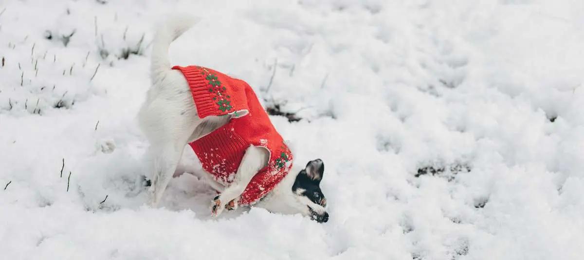 Small Dog in Red Sweater Rolling in Snow