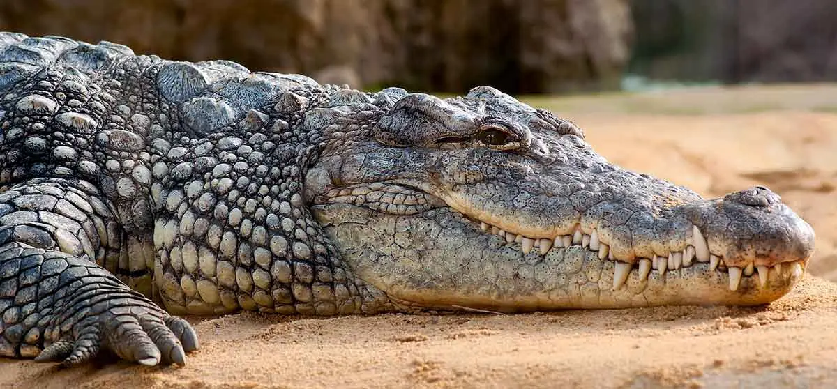 up close crocodile laying sand bank