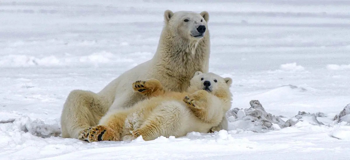mother polar bear cub snow ice