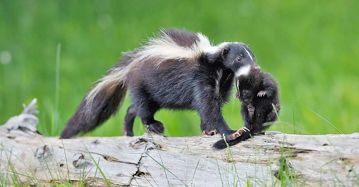 mother skunk carrying pup in her mouth walking on log