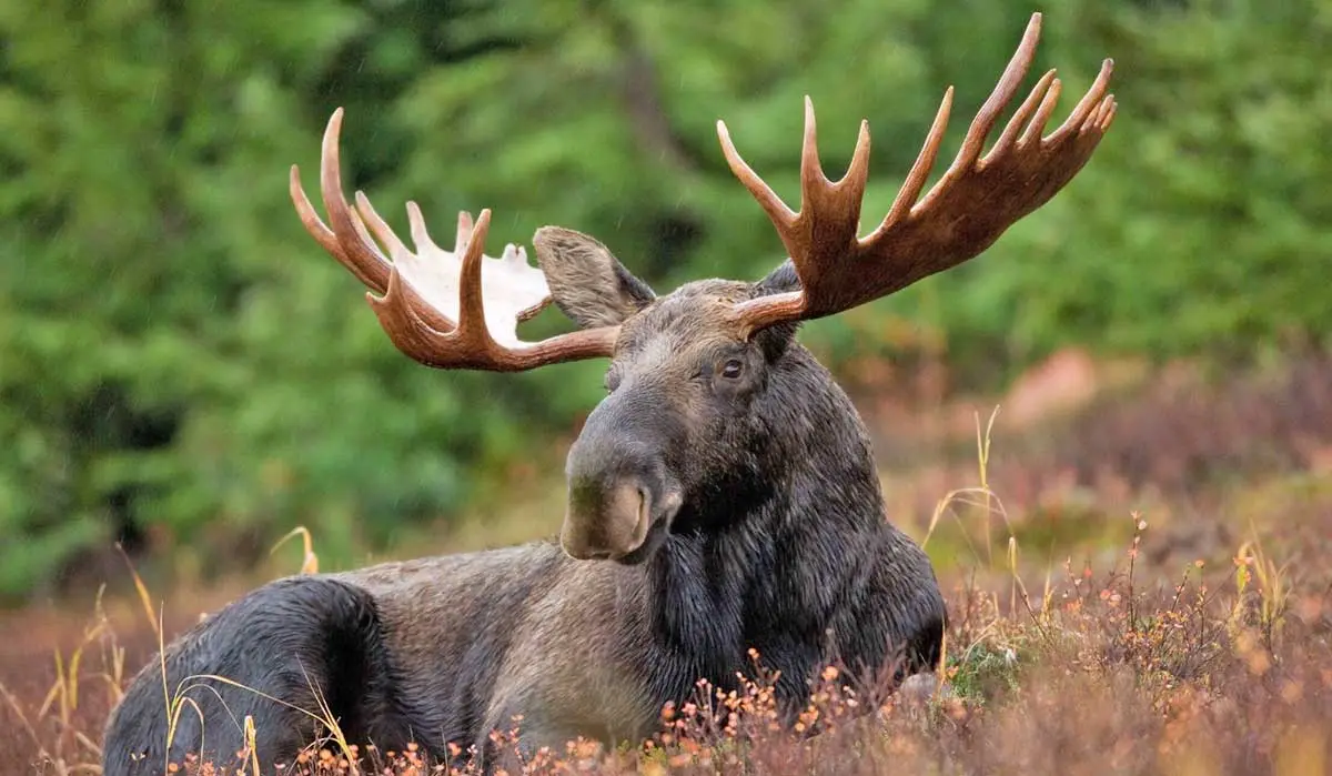 alaskan moose