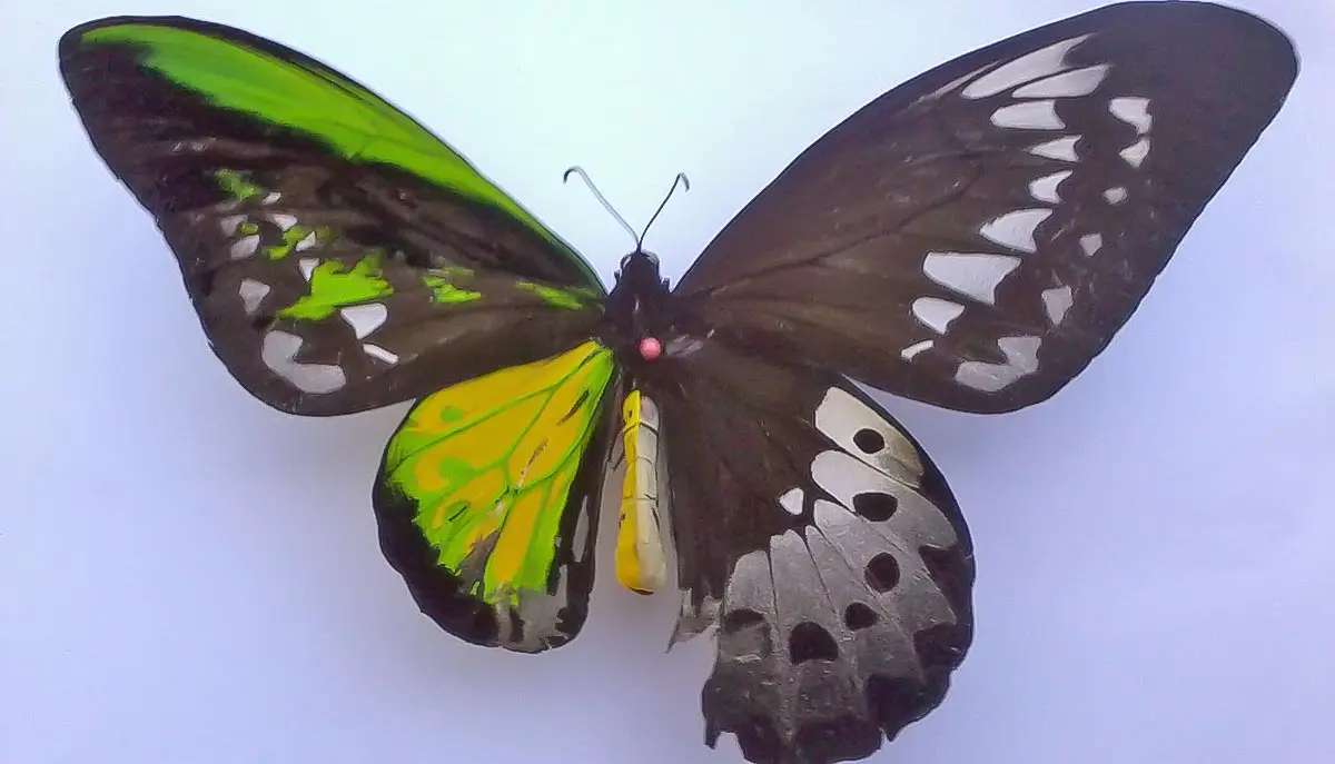 male and female butterfly split wing pattern