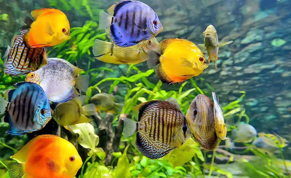colorful tropical fish