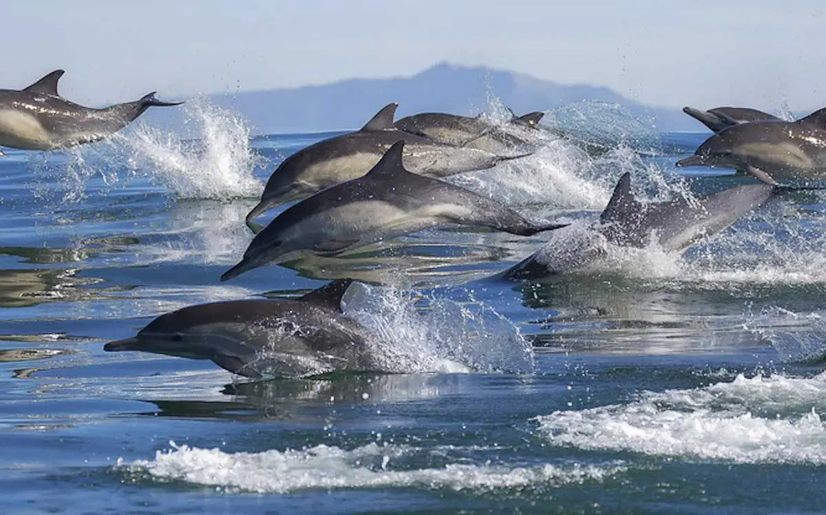 dolphins leaping through the ocean