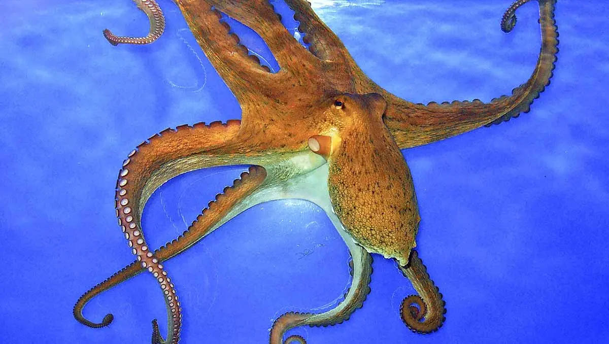 Octopus_vulgaris_02