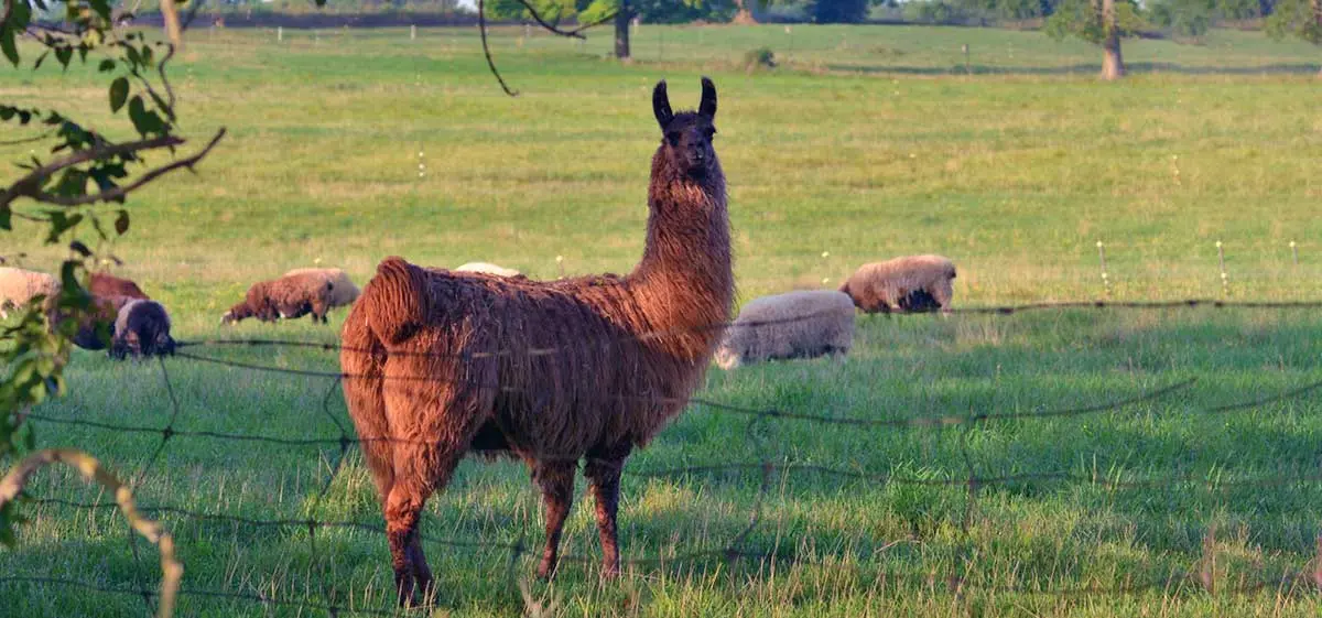 llama guarding