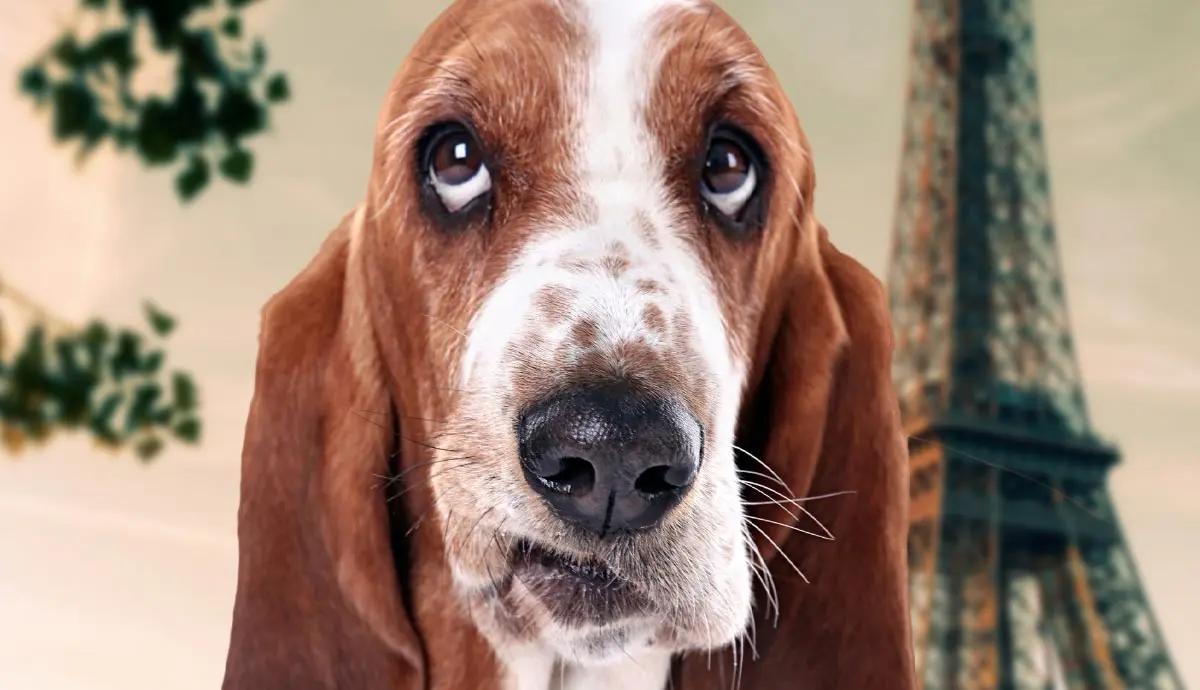 meet the basset hound the popular droopy faced pal