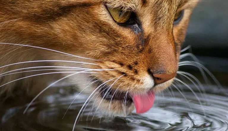 dehydration in cats everything you need to know