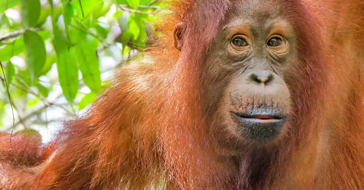 orangutan primate face