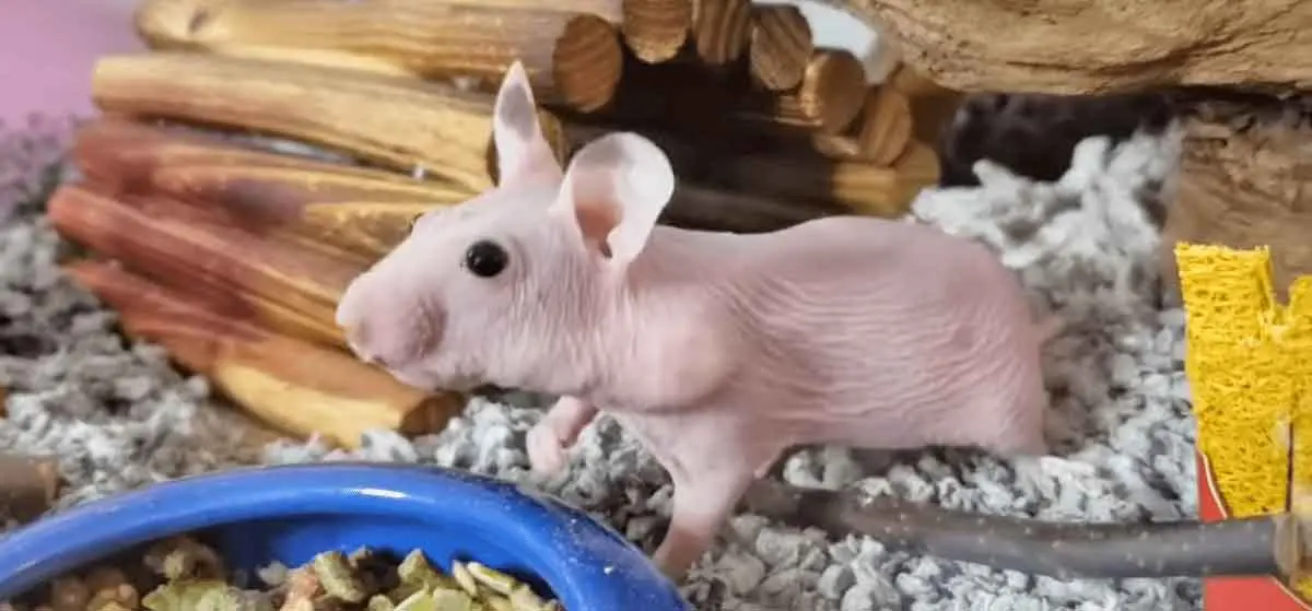 hairless syrian hamster